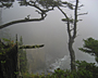Oregon Coast Trail - by Jody